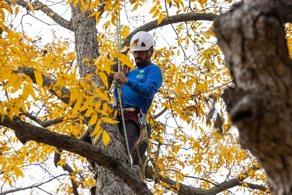 Skilled Tree Transplanting crew working in Nickerson